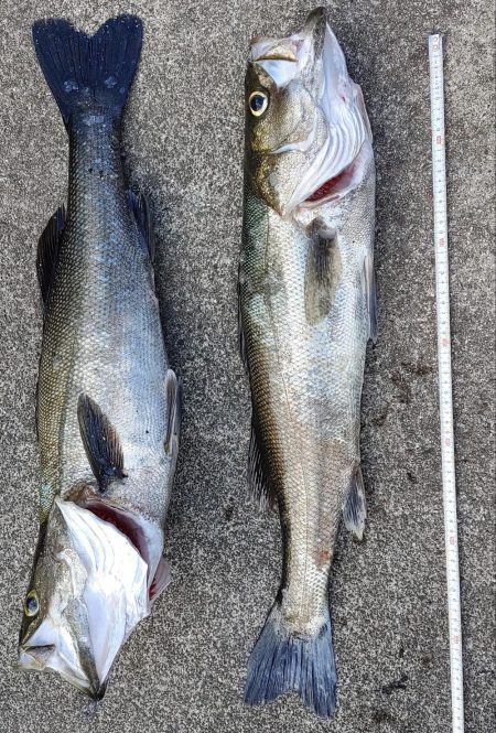 ４年ぶりの隠岐の島