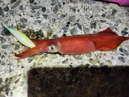 真夏のターゲット