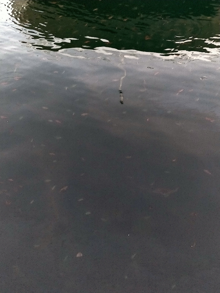 夜通しケンサキ