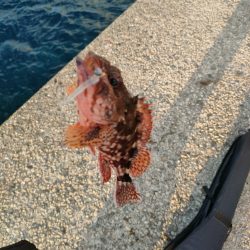 幻の超高級魚再び