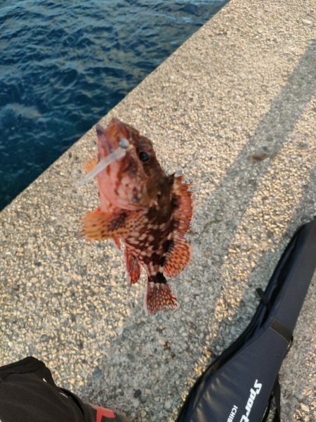 幻の超高級魚再び