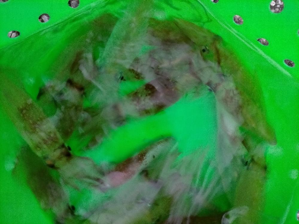 ライトエギング