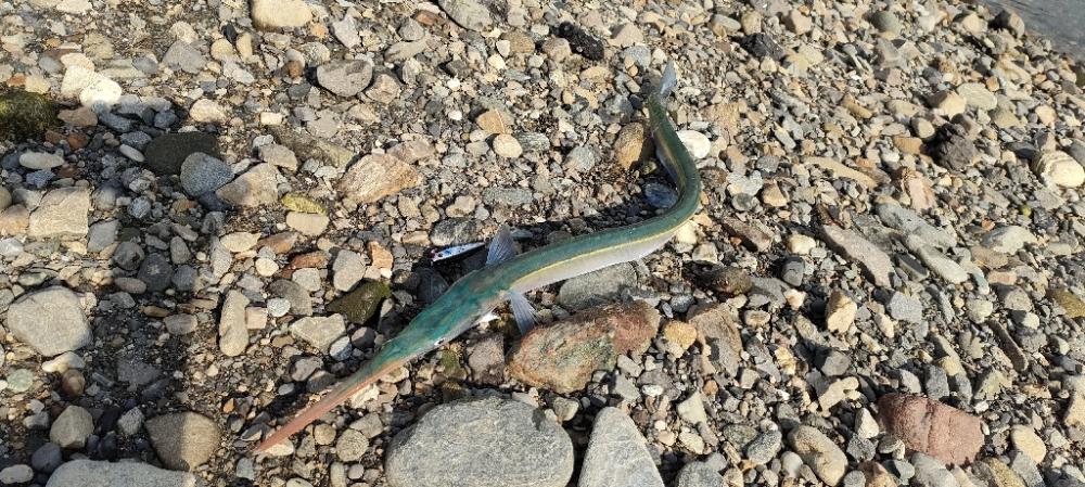 久しぶりのチニング