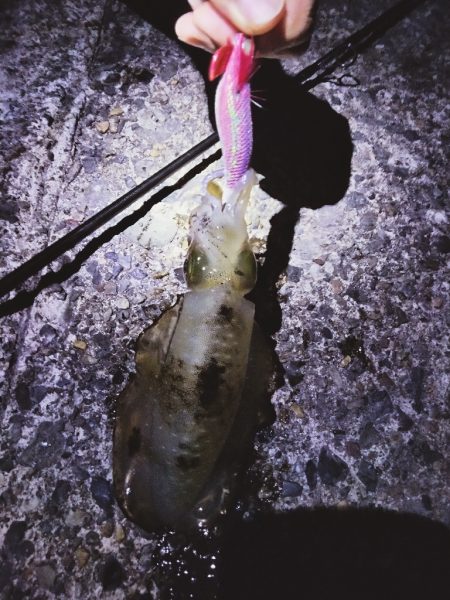 ひっさしぶりのエギング！