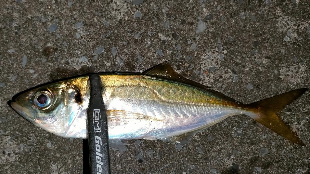 久しぶりアジング