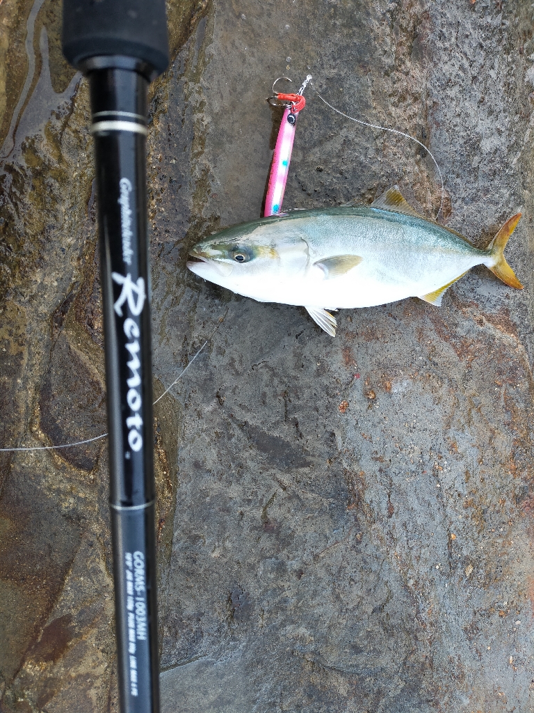 大量のベイトが接岸