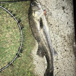 ランカーシーバスを求めて