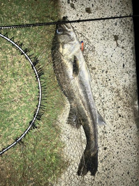 ランカーシーバスを求めて