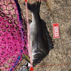 釣れそうな気がしたので