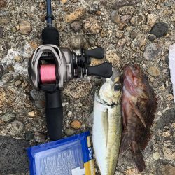 夏アジング&ガシリング