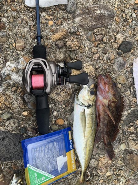 夏アジング&ガシリング