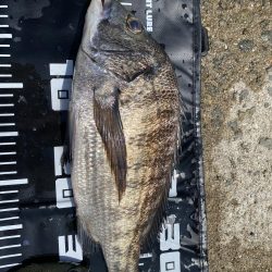 久しぶりの陸からのチヌ