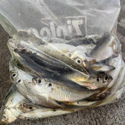 南港夜サビキ　小鯵入れ食い！