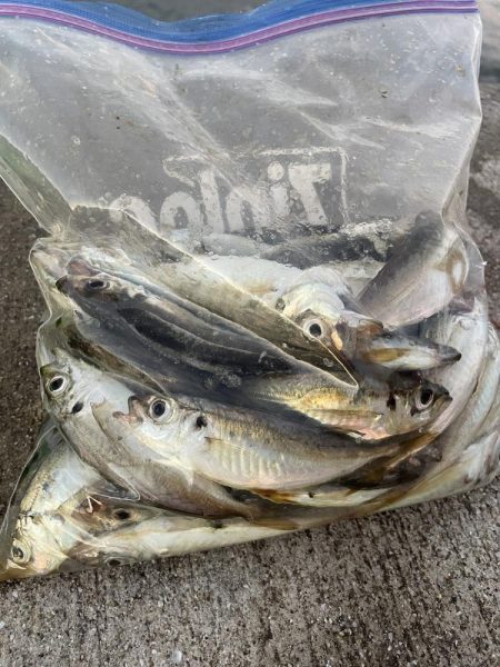 南港夜サビキ　小鯵入れ食い！