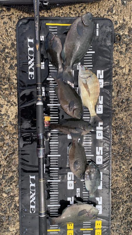 今日はコッパグレ釣り