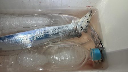 タチウオまあまあ釣れた