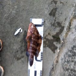 玉野市で、嬉しい2匹、しかも食べれる魚