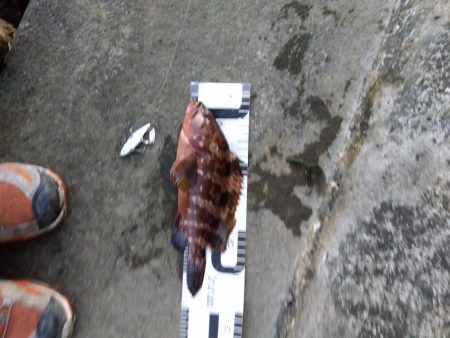 玉野市で、嬉しい2匹、しかも食べれる魚