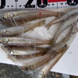 室津のキス釣り