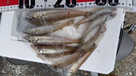 室津のキス釣り