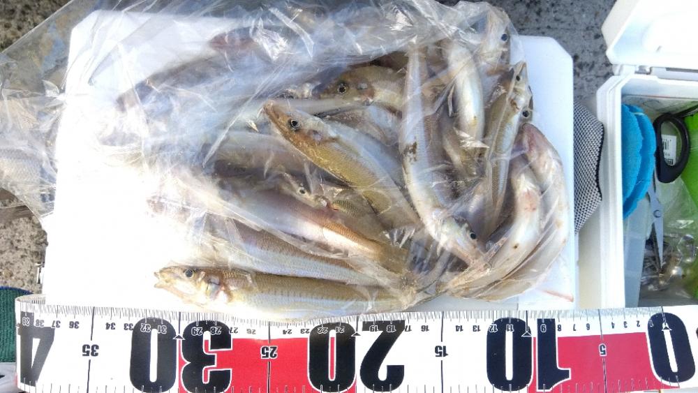 苅屋海岸のキス釣り