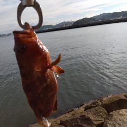 真夏の連続釣果にびっくりしてます。