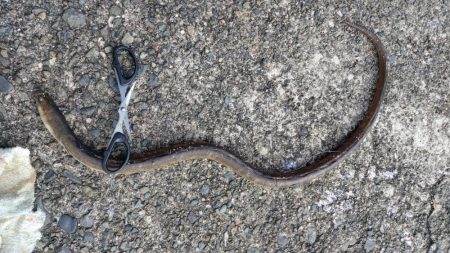 シーズン３度目の津居山釣行