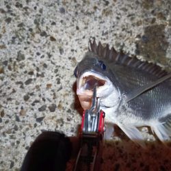 2023/08/01 南港ヘチ釣り釣行