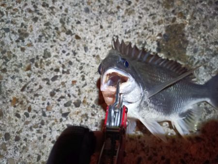 2023/08/01 南港ヘチ釣り釣行