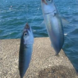 釣り人が少ない播磨新島