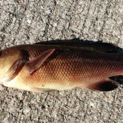 灼熱でのぶっこみ釣り