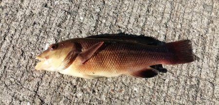 灼熱でのぶっこみ釣り