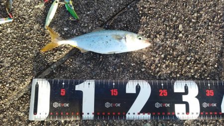 青物調査でツバス23cmとシーバス36㎝