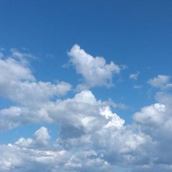 サヨリ・タコ・アジ・タチウオ調査