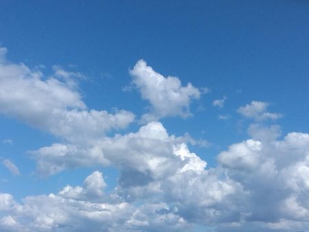 サヨリ・タコ・アジ・タチウオ調査