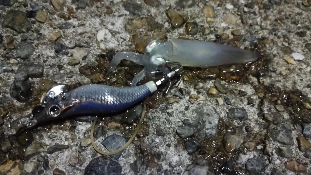 アジとケンサキ