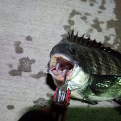 2023/08/10 南港ヘチ釣り釣行