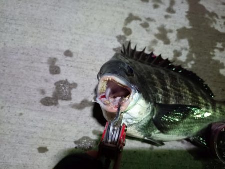 2023/08/10 南港ヘチ釣り釣行