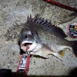 2023/08/11 南港ヘチ釣り釣行