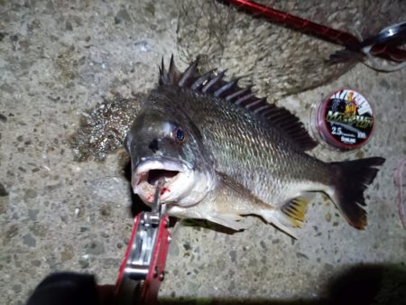 2023/08/11 南港ヘチ釣り釣行