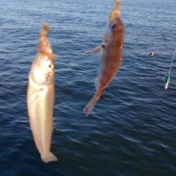 更に厳しくなった播磨新島のキス