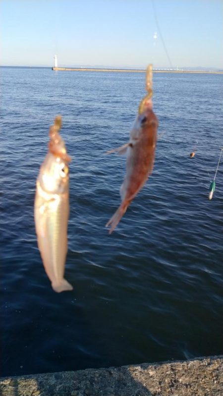更に厳しくなった播磨新島のキス