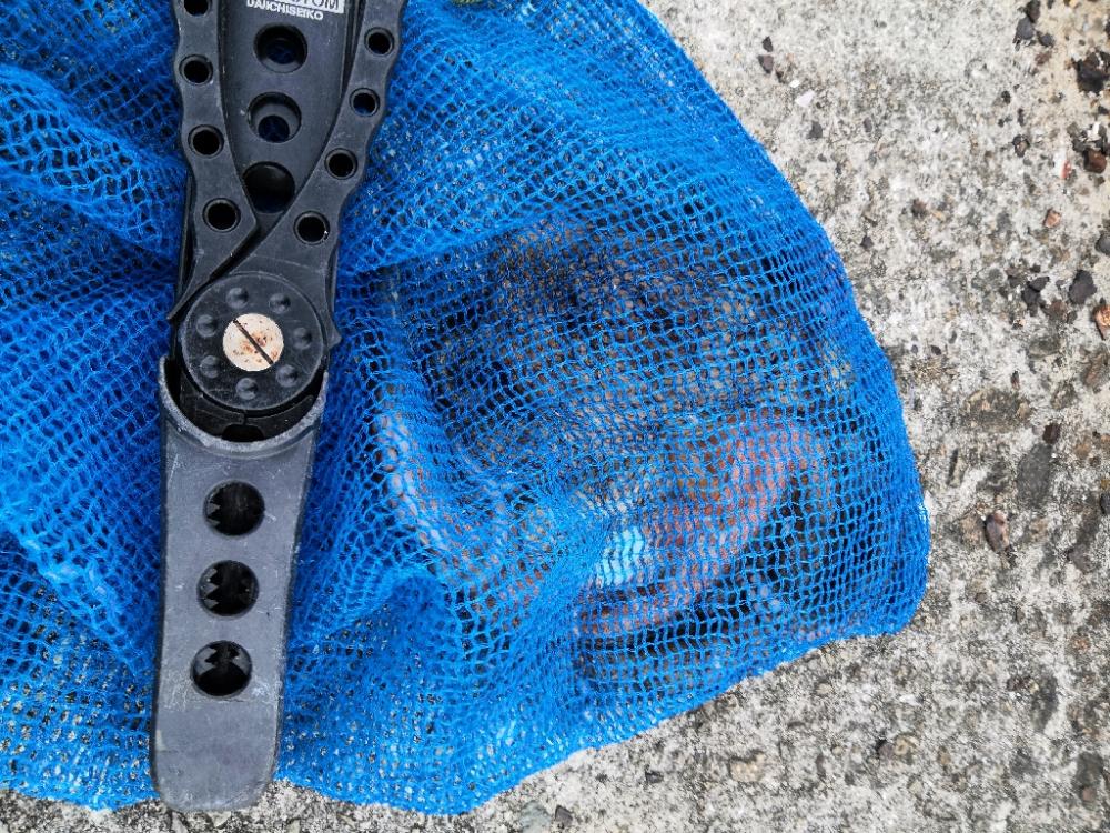 タコシーズン終わり