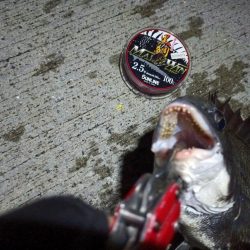 2023/08/18 南港ヘチ釣り釣行