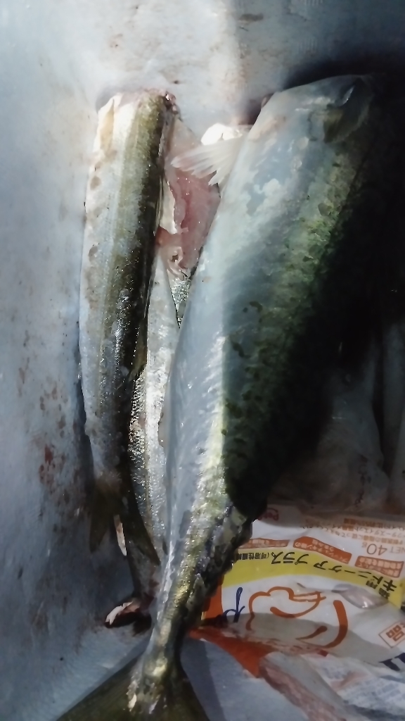 カマスとサバ祭り