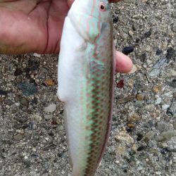 良型キスが釣れない播磨新島