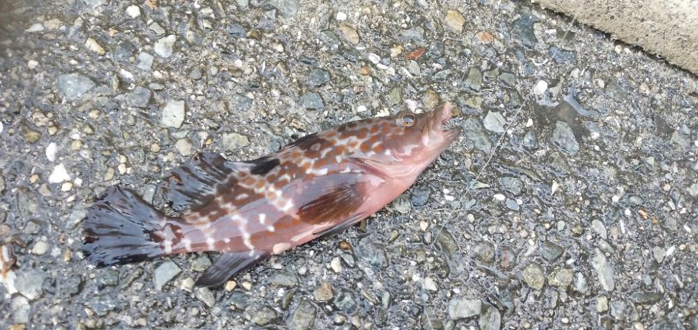 探り釣り