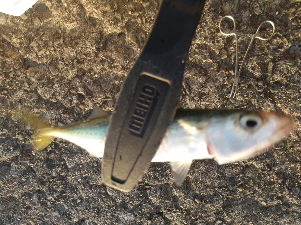 久々のポイント