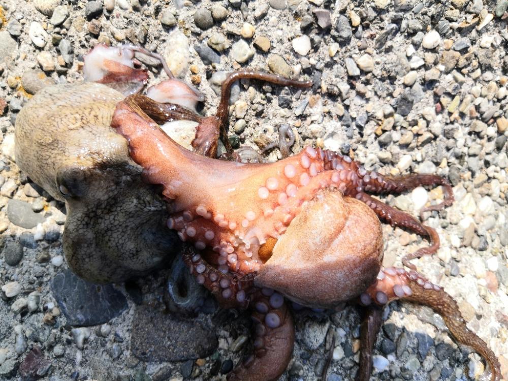 シーズン最後は2タコ