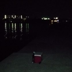 タチウオ高活性